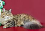 �'��� ������� �������� ������ (����)