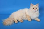 ������ �� ������� (����)