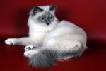 ������� ��������� �������� (����)