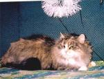 ����� �����-���� (����)