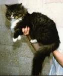 ����� (����)