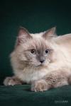 Luka Siberian gift (����)