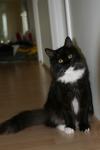 ����� ������� �������� (����)