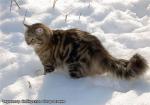Chernomor Sibirskoe Ocharovanie. (����)