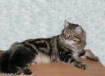 ���� ���� ������� ����� (����)