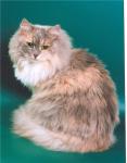 ����� �����-���� (����)