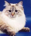 ������ (����)