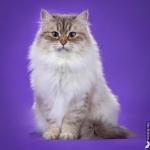 ������� Russian Diamond (����)