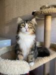�������-���� ������ (����)