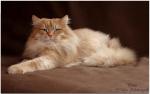 ��� ������� ������ �� �������� (����)