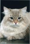 ������ �������� (����)
