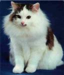 ����� (����)