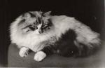 ���� (����)