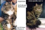 ������ �� �������� ���� (����)