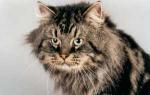 Vergiliy (����)