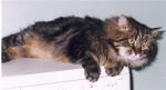 Tcharodey Marcell (����)