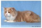 ������-III �����-���� (����)