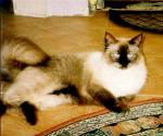 ���� ���������� ����� (����)