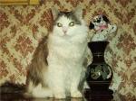 ���� �����-���� (����)