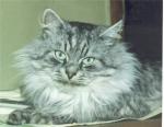 �������� ������� �� �������� ����� (����)