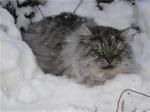 ������ �����-���� (����)