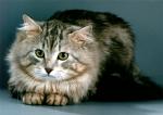 ������ �� �������� ������� (����)