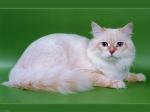 ������� ������ �������� (����)
