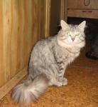 ������ �� �������� ������� (����)