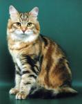�����-���� �� �������� ������� (����)