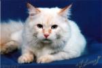 ����� ������ �������� (����)