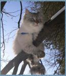 ��������� ������ (����)