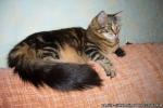 �������� (����)