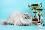 ������ ��������� �������� (����)