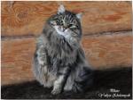 �������� ��� �������� (����)