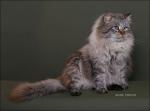 ������ ���������� ����� (����)