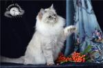 ����� (����)
