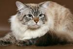 ������ ������� �������� (����)