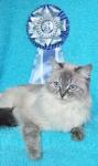 ��� (����)