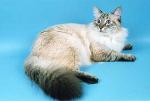 Kassandra Nevskaya Klassika (����)
