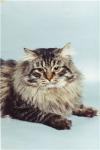 Bay Sultan Laskovyj Zver' (����)