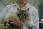 ����� ������� (����)