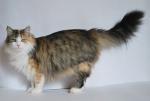 �������� �� ������� (����)