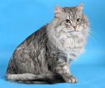 �������� ������� (����)
