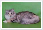 ���� ����� ����� (����)