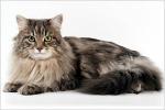 Acbars (����)