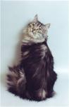 ������ ��������� �������� ����� (����)
