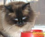 �������� ������� ������ (����)