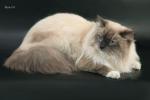 ������ ����������� ���� (����)
