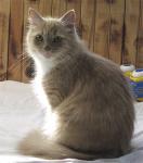 ������� �����-���� (����)