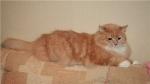 Marfa (����)